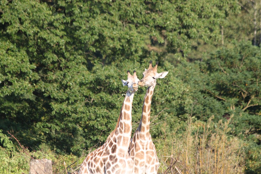 IMG_2620.JPG -  Giraffe 