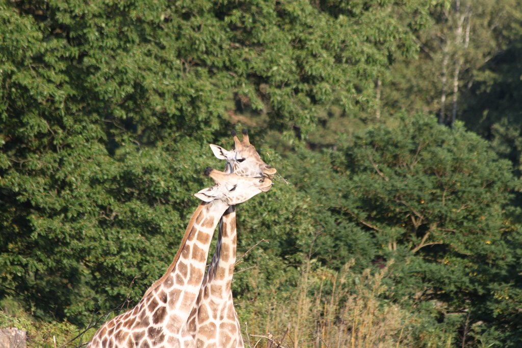 IMG_2621.JPG -  Giraffe 