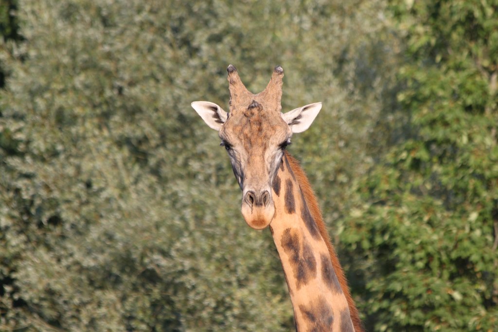 IMG_2624.JPG -  Giraffe 