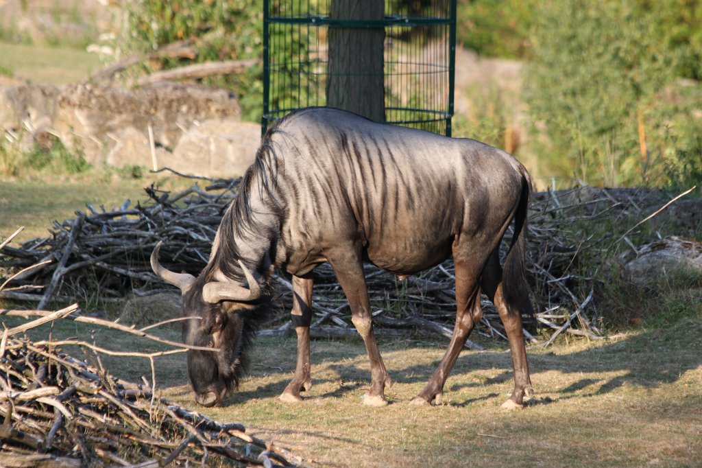 IMG_2643.JPG -  Wildebeest  ( Gnu )