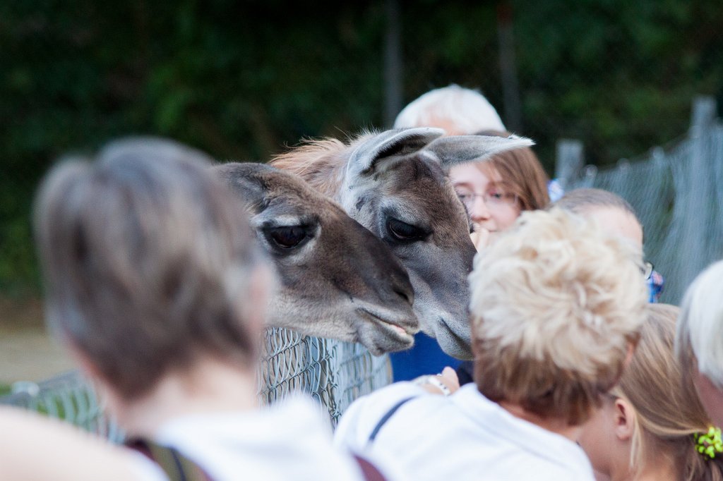 IMG_2711_c.jpg -  Lama 