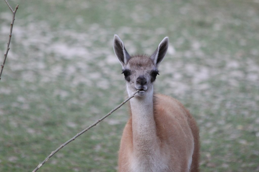 IMG_2716.JPG -  Lama 