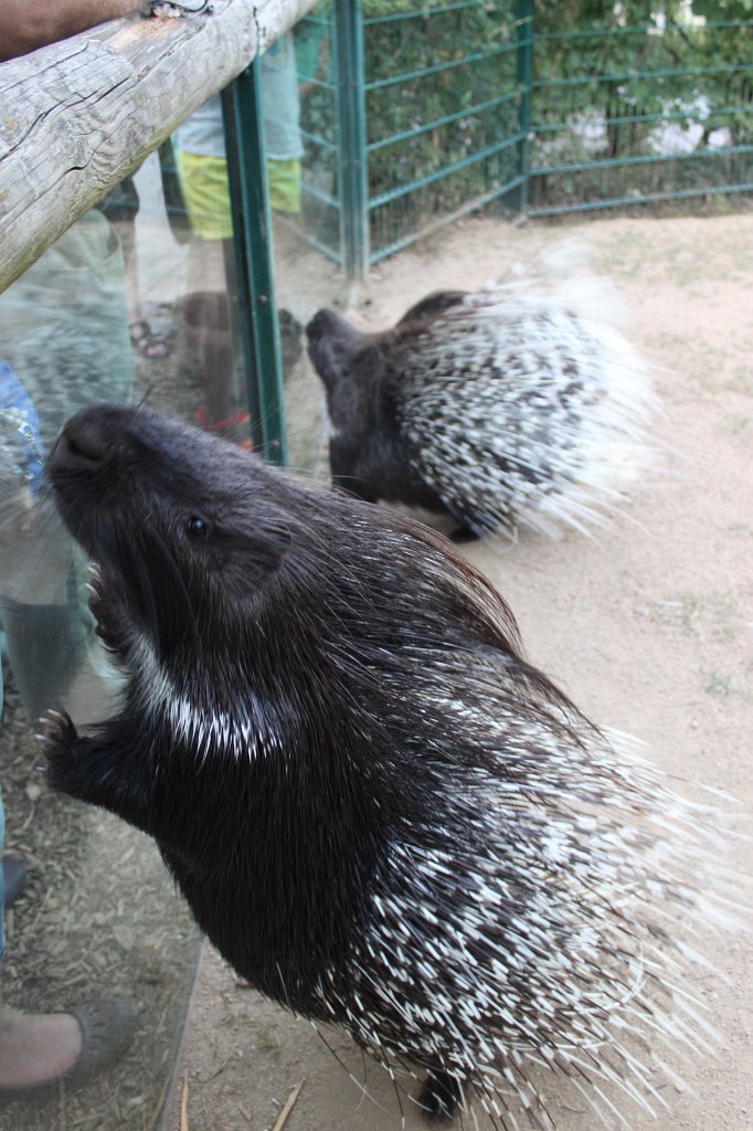 IMG_2748.JPG -  Old World porcupine  ( Stachelschwein )
