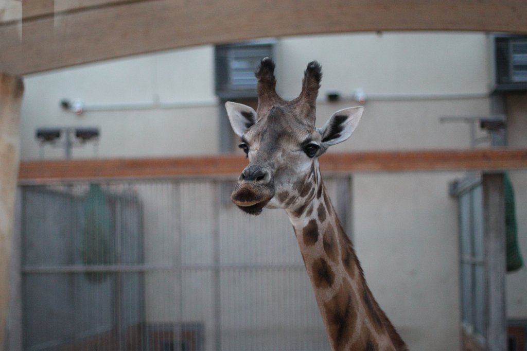 IMG_2787.JPG -  Giraffe 