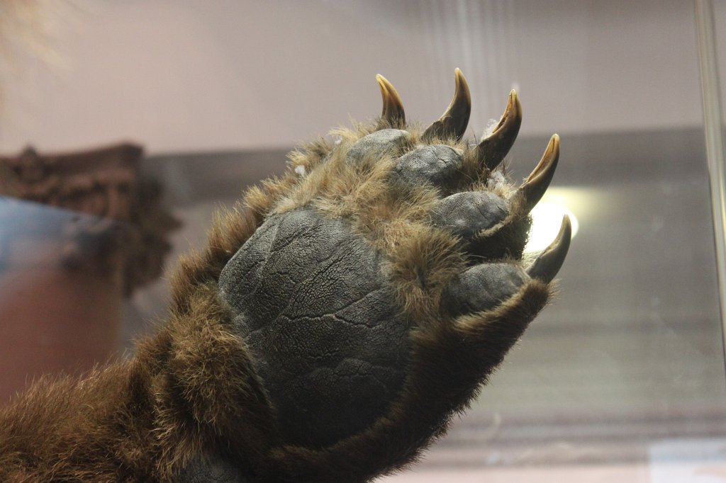 IMG_3093.JPG - Claws in the  Naturmuseum Senckenberg 