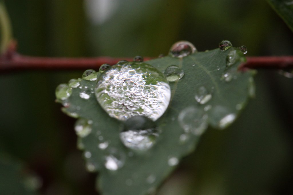 IMG_3822.JPG - Droplets