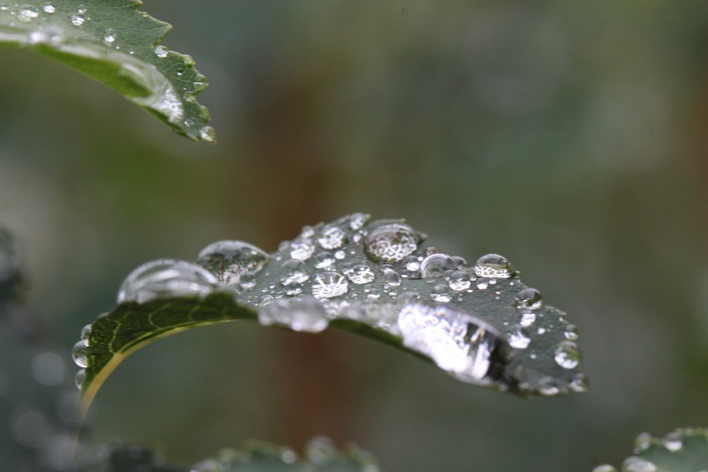 IMG_3827.JPG - Droplets