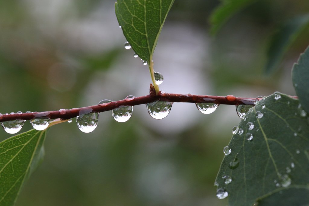 IMG_3828.JPG - Droplets