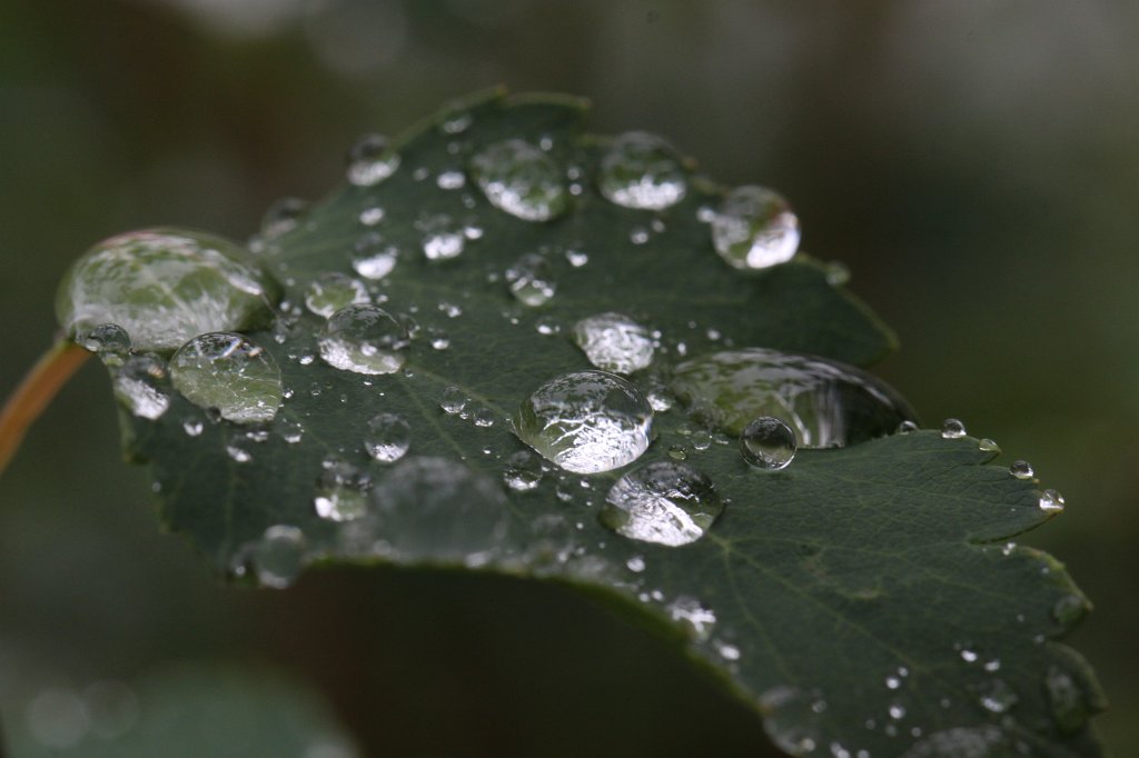 IMG_3829.JPG - Droplets
