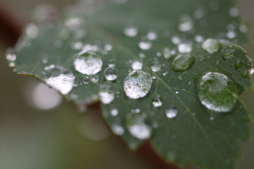 IMG_3832.JPG - Droplets