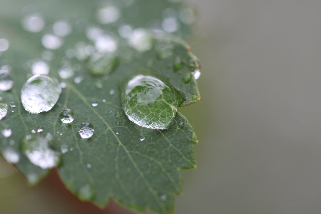 IMG_3834.JPG - Droplets