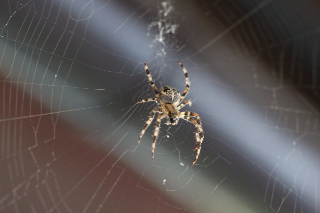 IMG_3851.JPG -  Kreuzspinne 