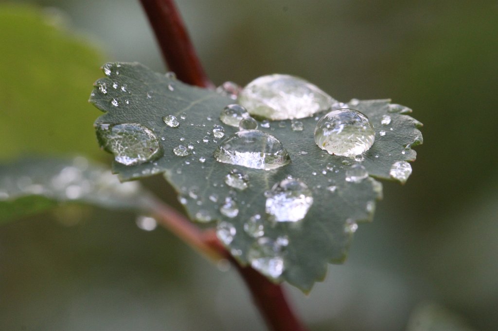 IMG_4464.JPG - Droplets after the rain