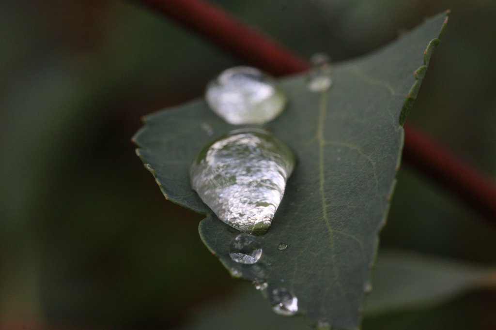 IMG_4465.JPG - Droplets after the rain