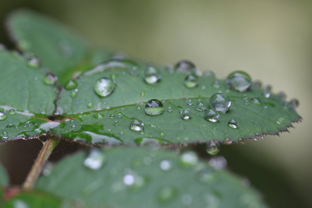 IMG_4466.JPG - Droplets