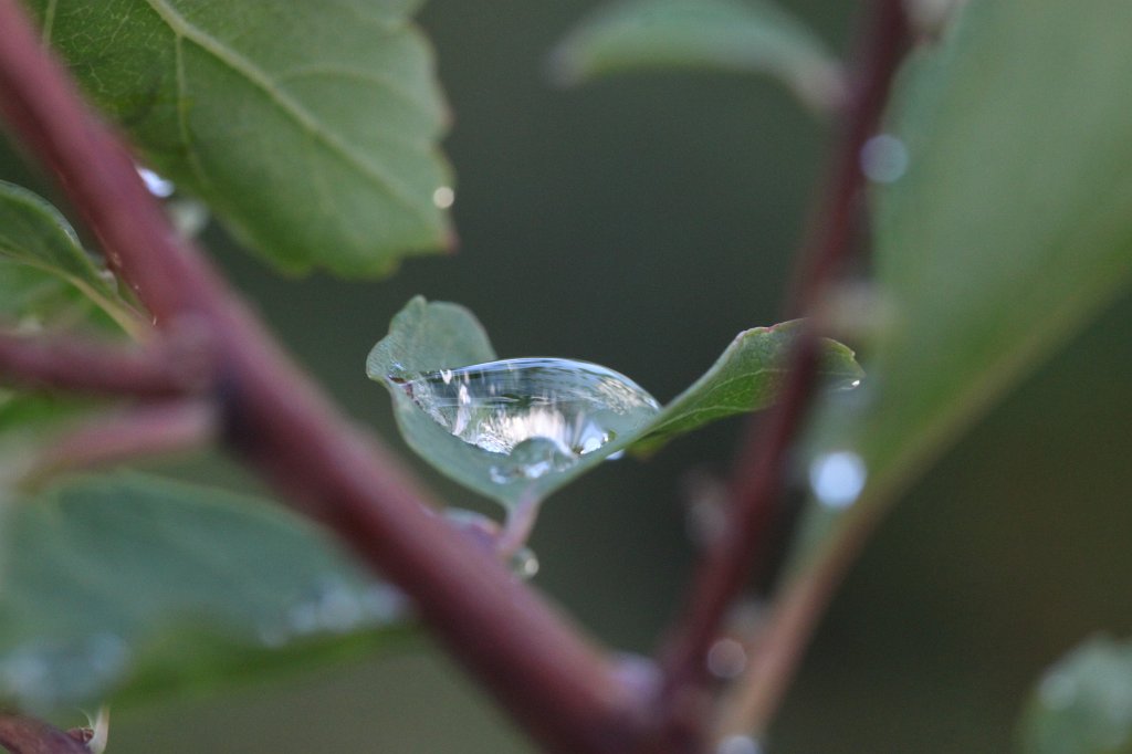 IMG_4494.JPG - Droplets