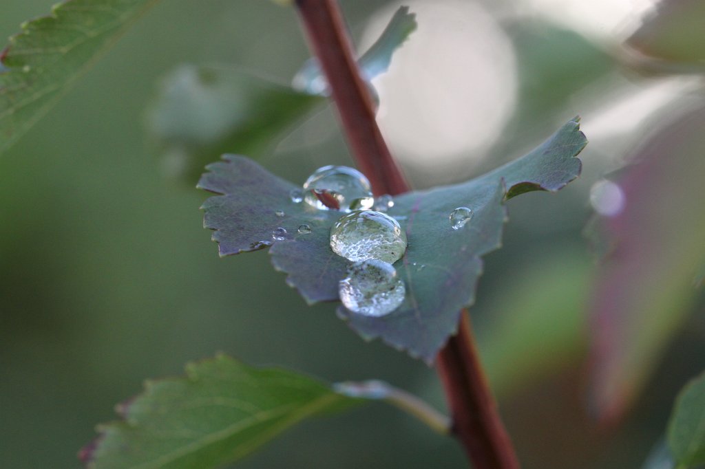 IMG_4498.JPG - Droplets