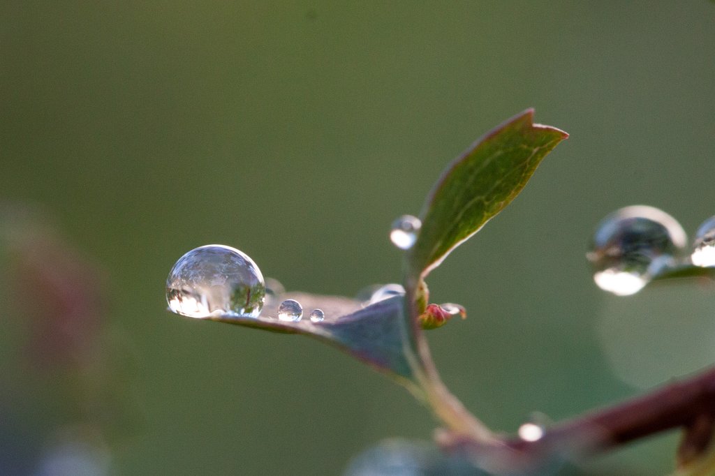 IMG_4504_c.jpg - Droplets