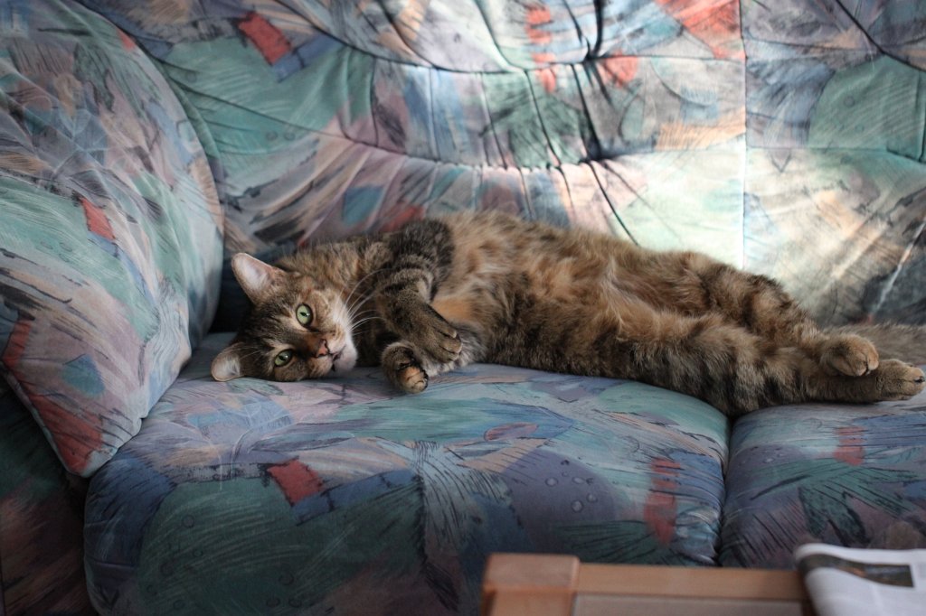 IMG_4516.JPG - Katze