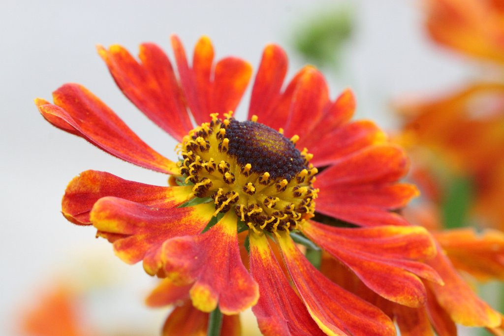 IMG_3011.JPG - Flower