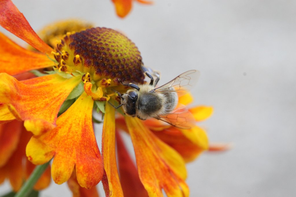 IMG_3013.JPG - Flower