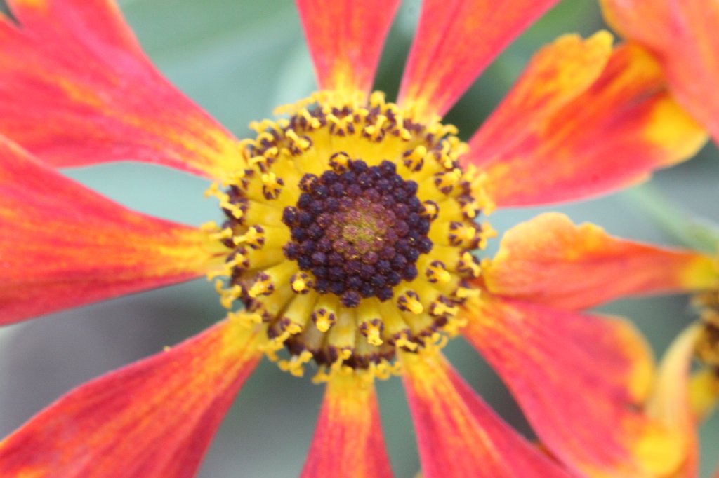 IMG_3017.JPG - Flower