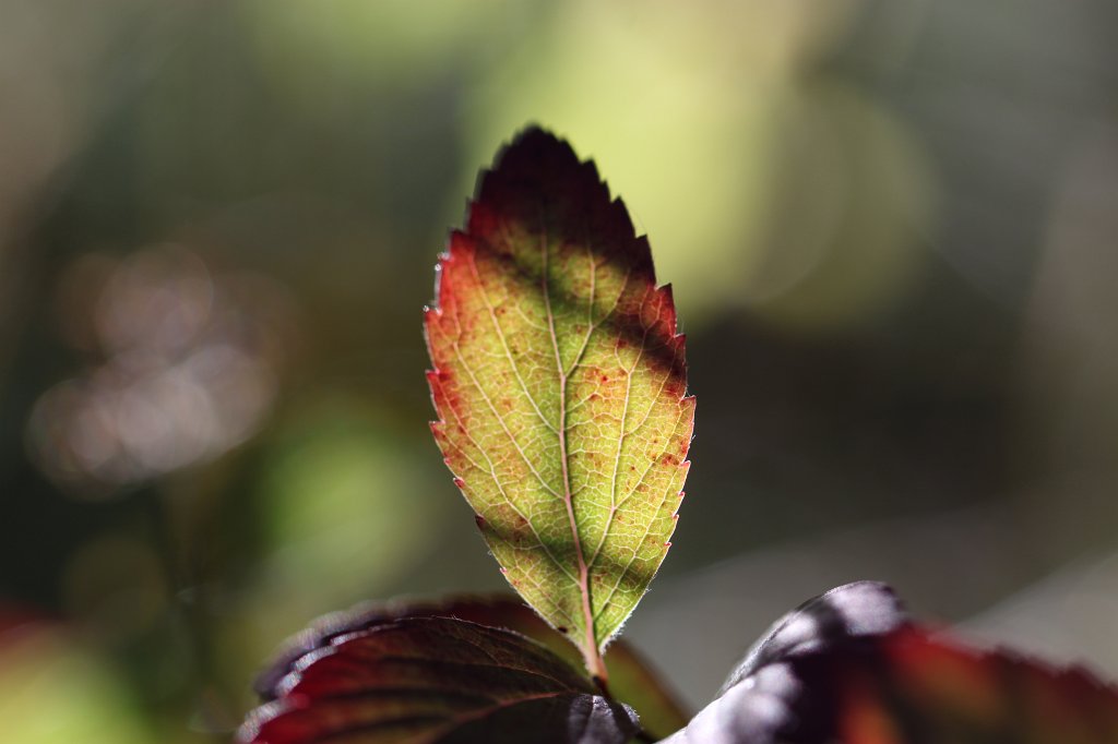 IMG_4643.JPG - Leaf