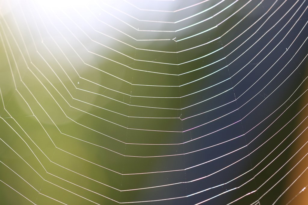 IMG_4650.JPG - Spider web