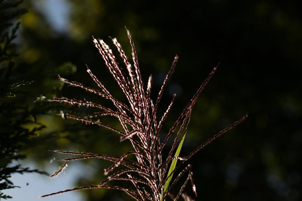 IMG_4652.JPG - Grass