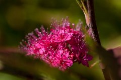 Spiraea