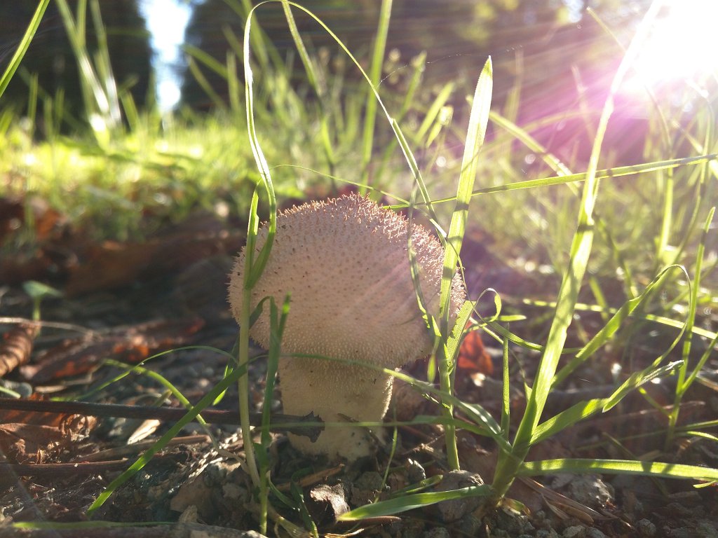 IMG_20151002_091442.jpg - Mushroom