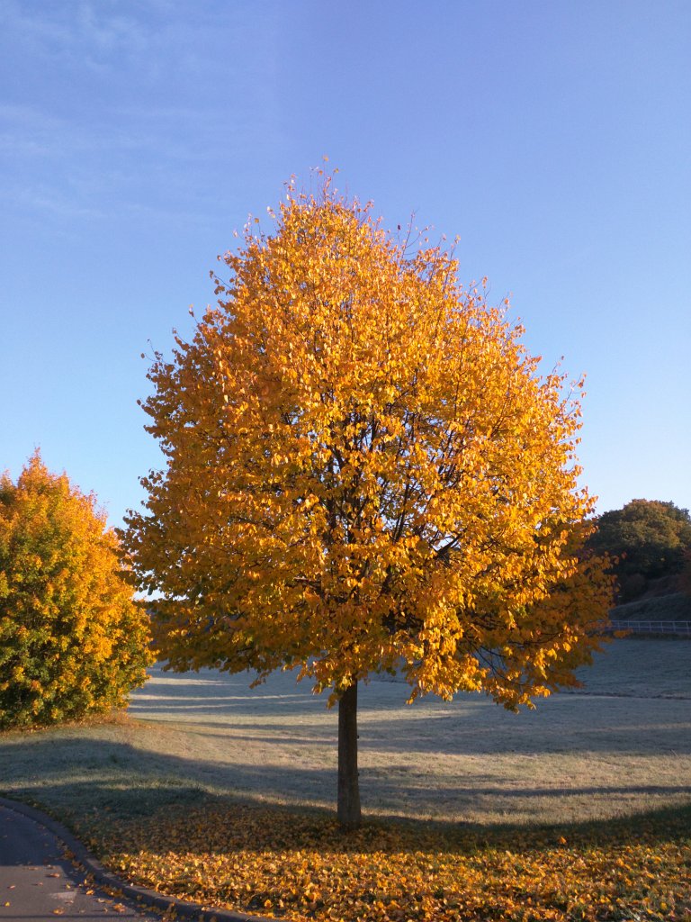 IMG_20151012_085054.jpg - Tree in yellow