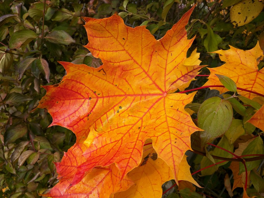 IMG_20151026_082525.jpg - Veins