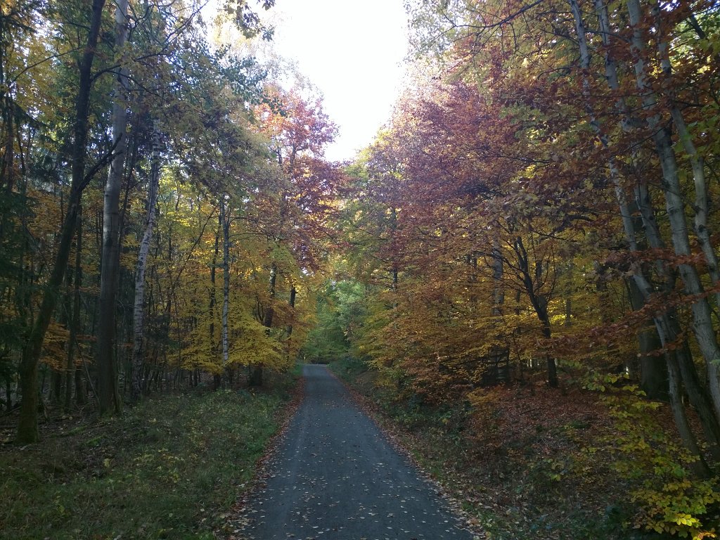 IMG_20151026_090810.jpg - Indian summer