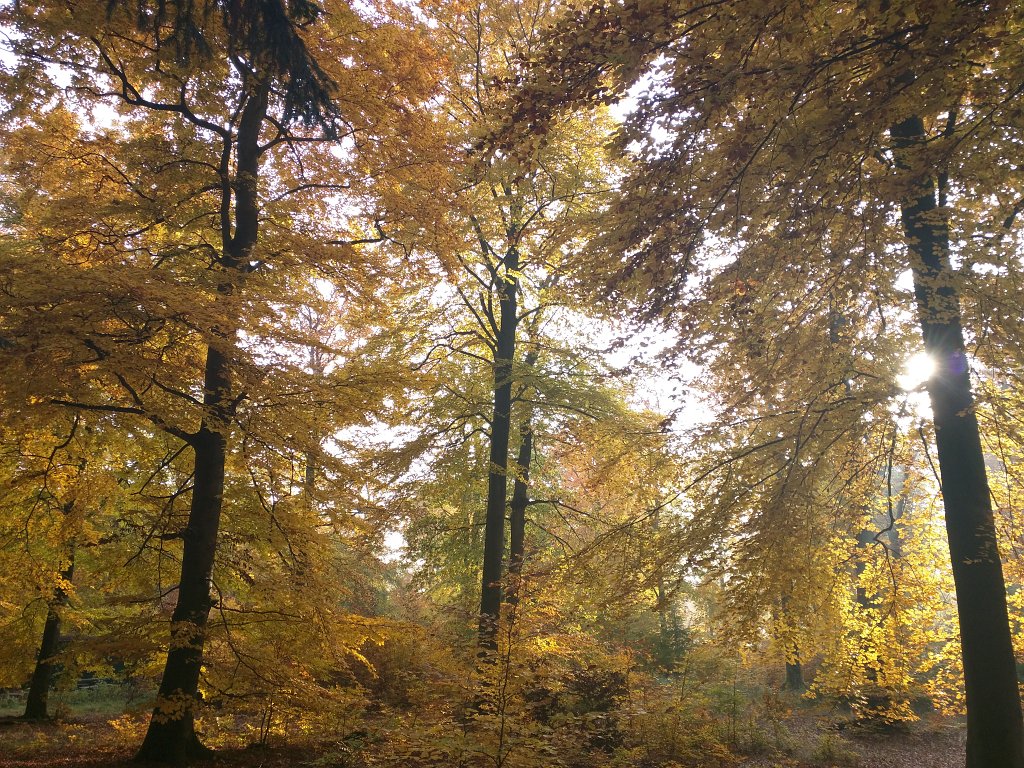 IMG_20151026_091401.jpg - Indian summer