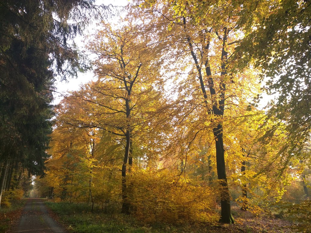 IMG_20151026_091456.jpg - Indian summer