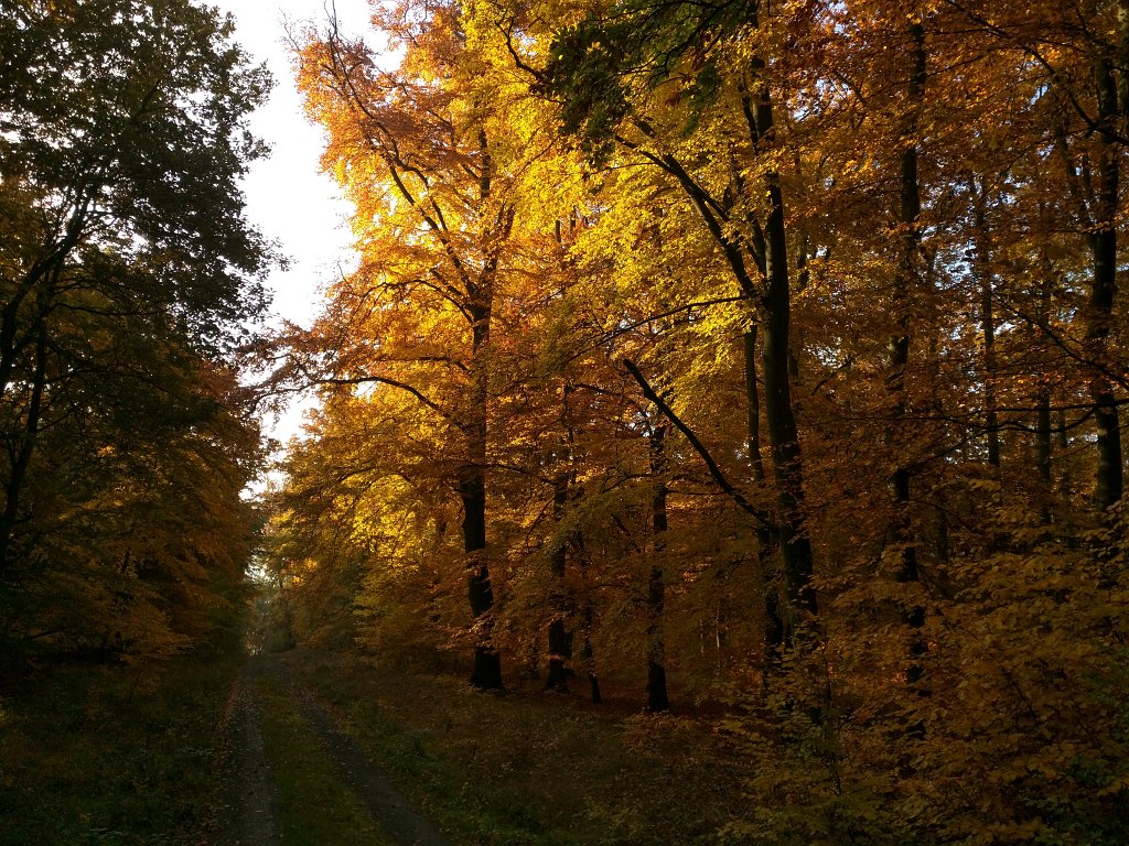 IMG_20151027_092555.jpg - Indian summer in the woods