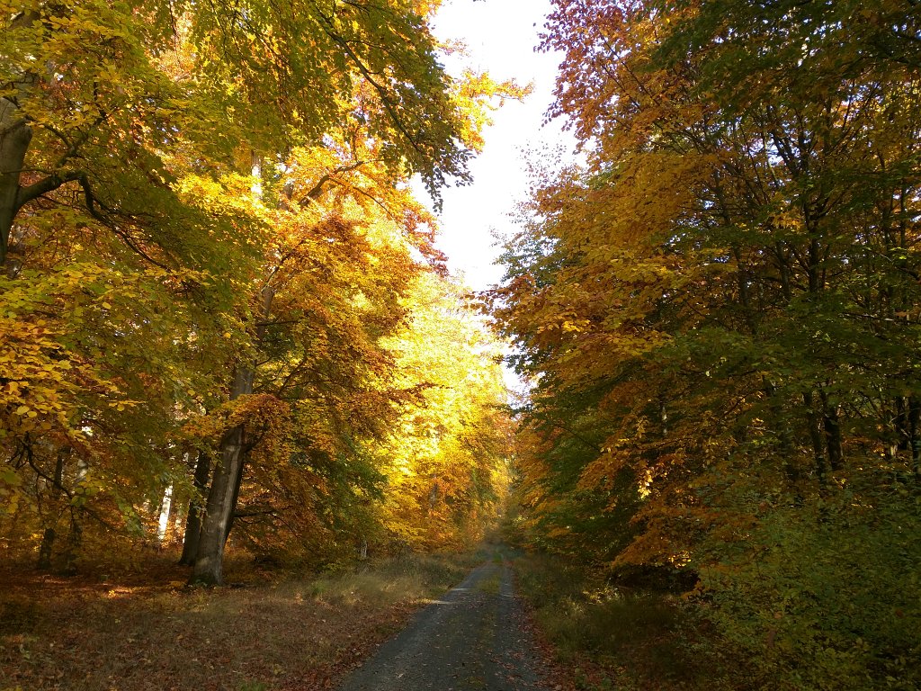 IMG_20151027_092754.jpg - Indian summer in the woods