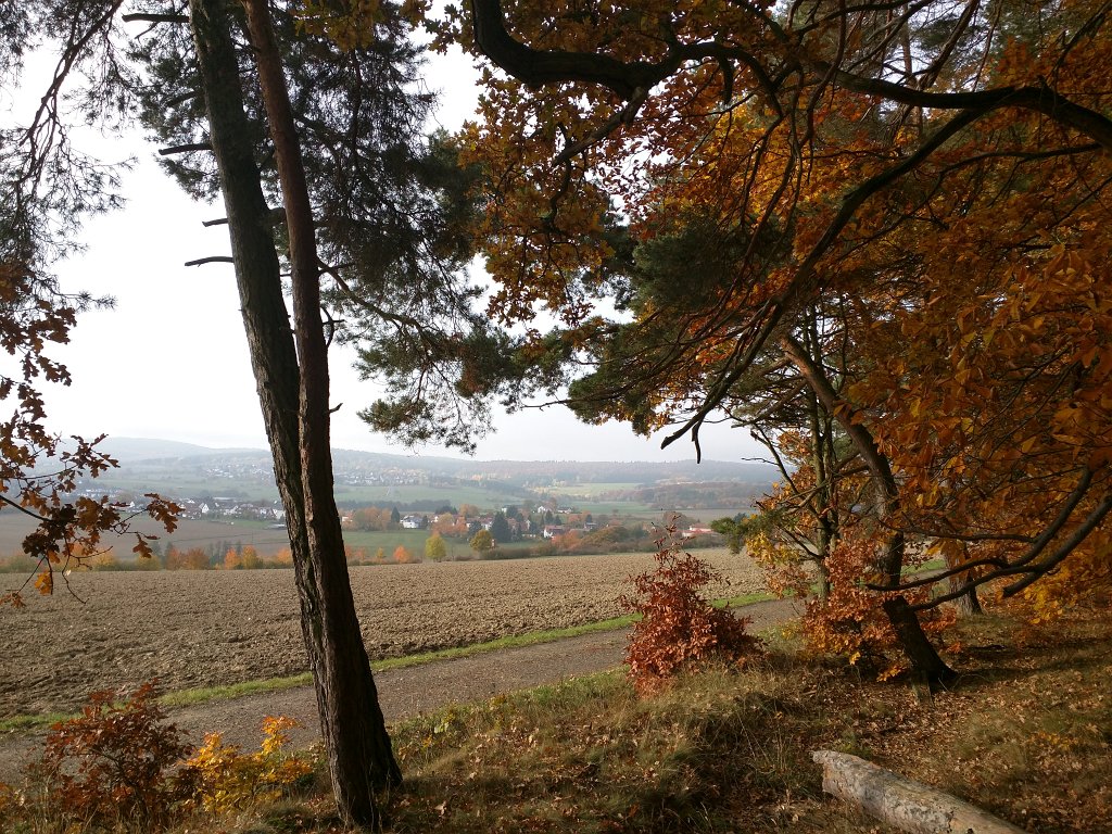 IMG_20151029_090733.jpg - Indian summer in the woods