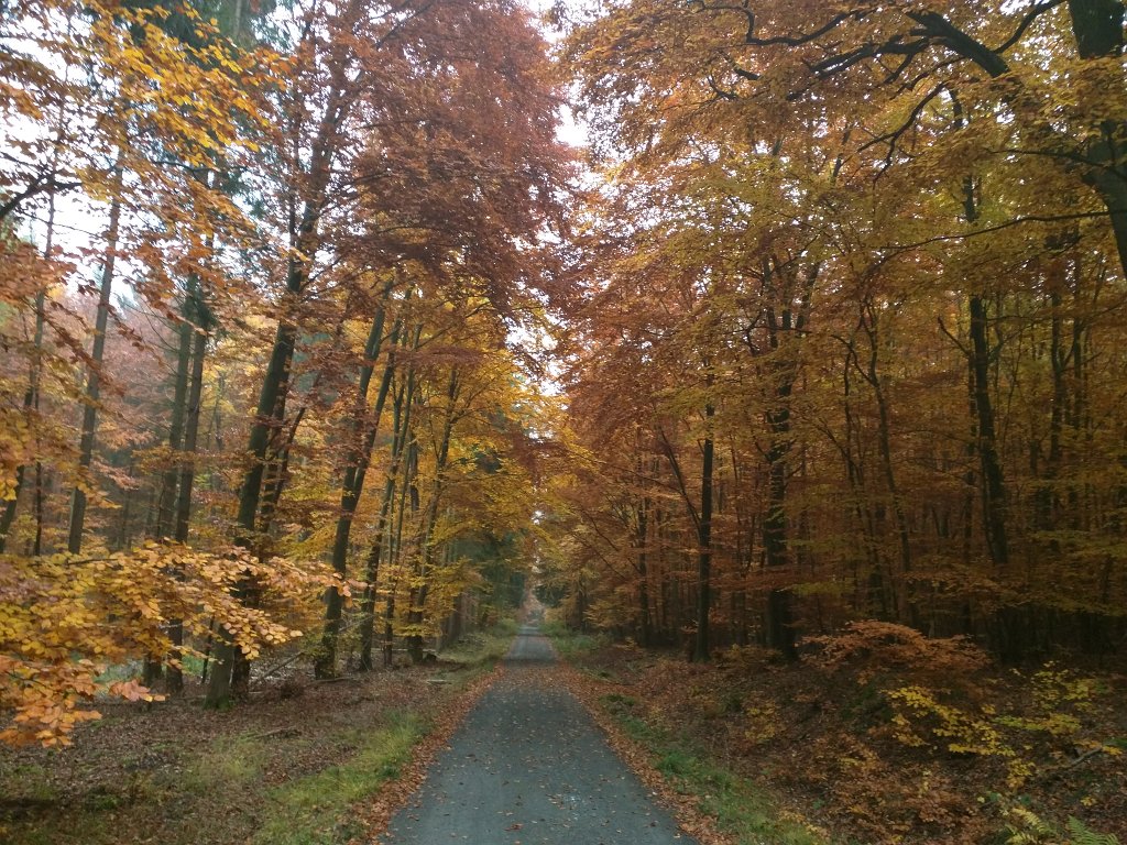 IMG_20151030_092128.jpg - Indian summer