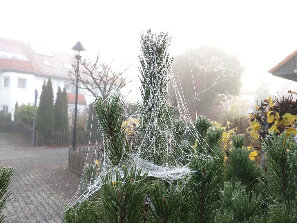 IMG_20151103_081938.jpg - Spider web