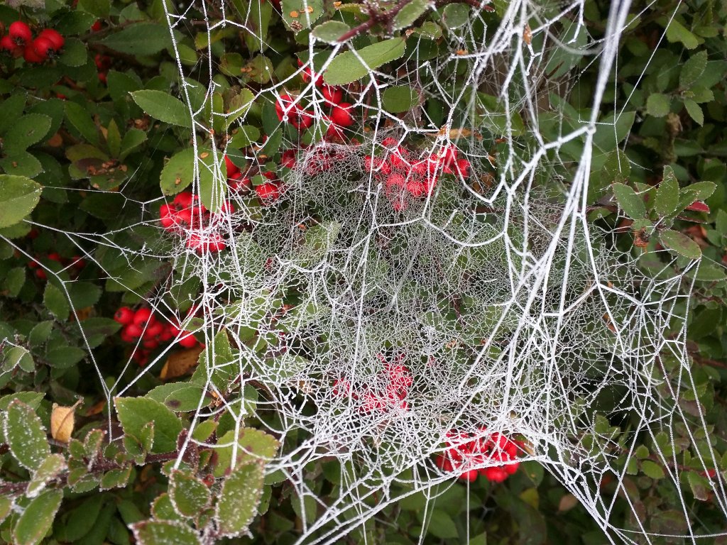 IMG_20151103_085326.jpg - Spider web