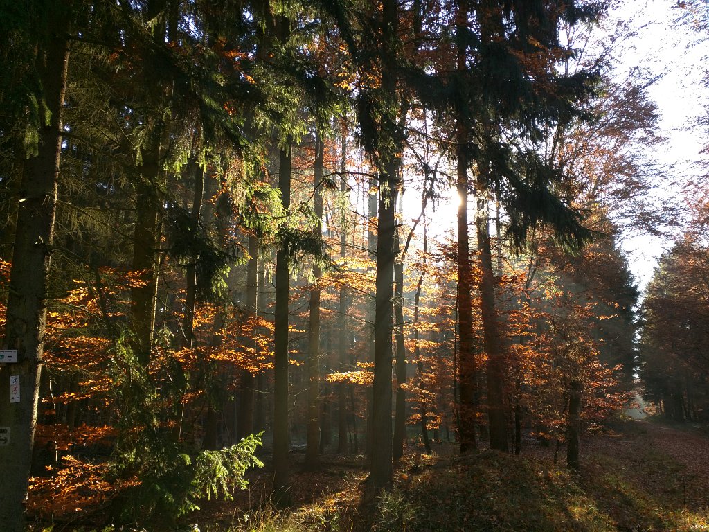 IMG_20151105_093413.jpg - Sun rays in the morning