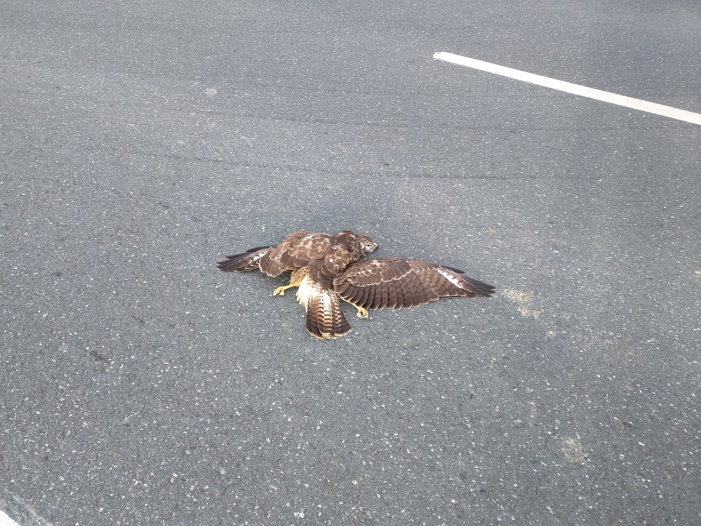 IMG_20151106_084503.jpg - Dead bird