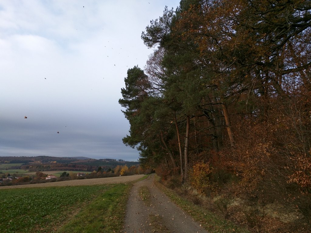 IMG_20151106_085554.jpg - Storm of leaves