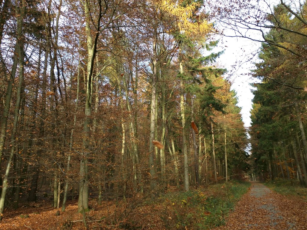 IMG_20151106_092558.jpg - Storm of leaves