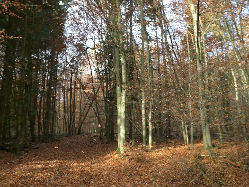 IMG_20151106_092605.jpg - Storm of leaves