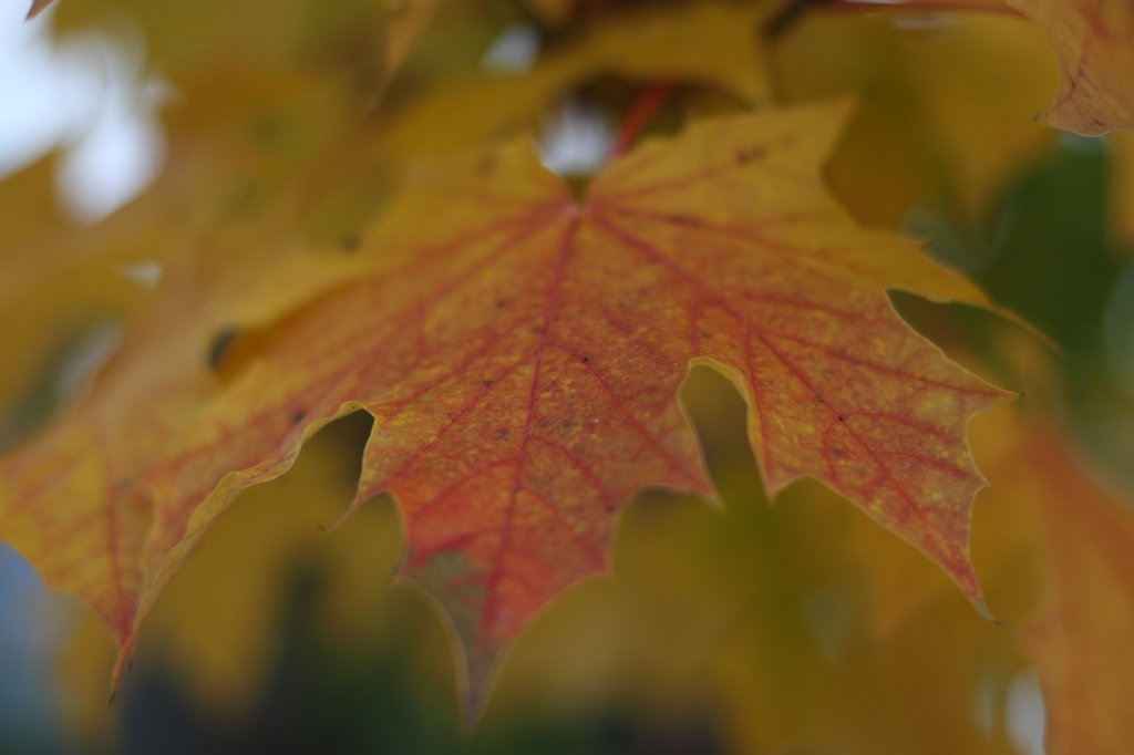 IMG_5135.JPG - Leaves