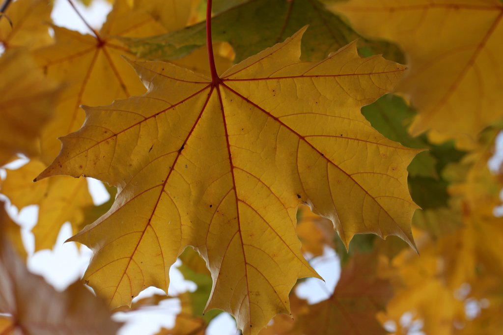 IMG_5139.JPG - Leaves