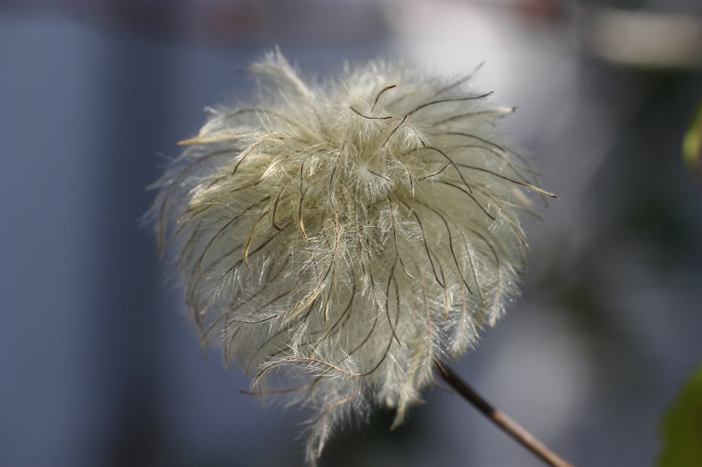 IMG_5180.JPG - Fluffy